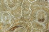 Polished Fossil Coral (Actinocyathus) - Morocco #100602-1